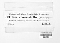 Peziza coronata image